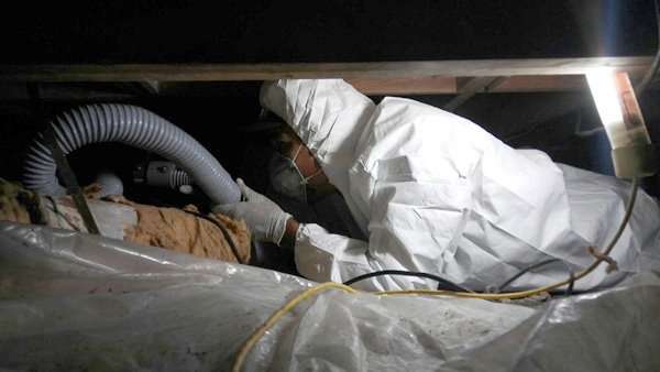 fort worth mold removal