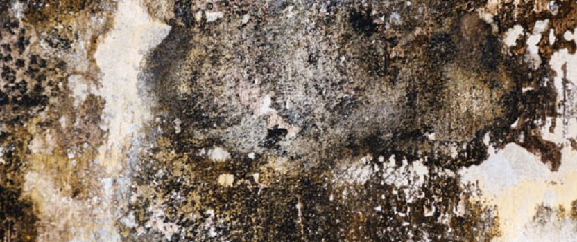 What Is Black Mold