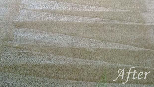 carpet cleaning frisco