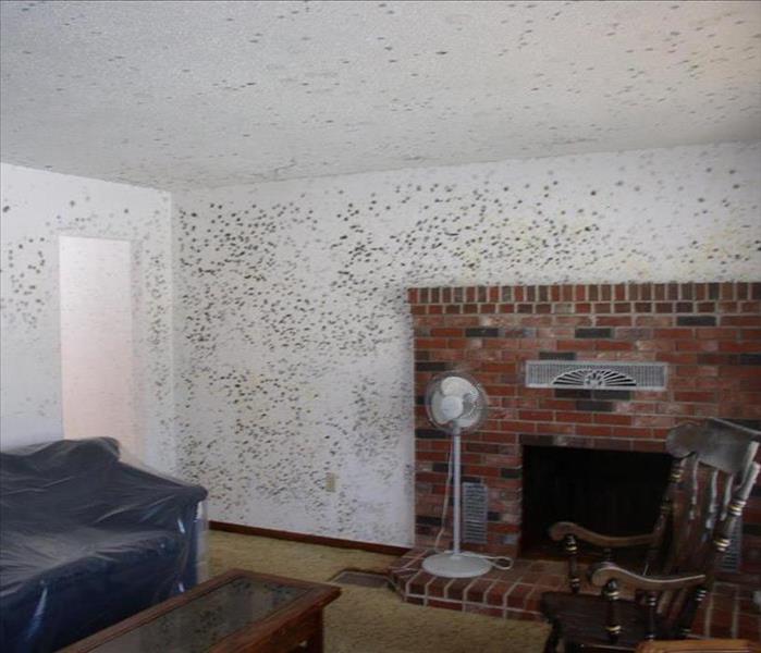 Home Mold Remediation Process
