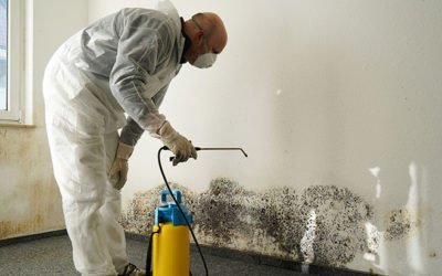 Our Mold Remediation Process Steps